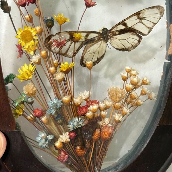 2 VTG Brazilia Collection Dunston Dried Flower Butterfly Wood Frame Oval + Round - Picture 5 of 9